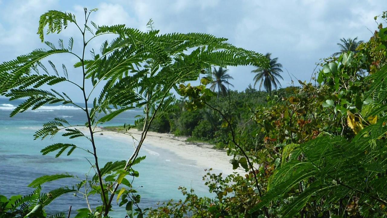 Surf Camp Kokoplaj, A 150M De La Plage Et Du Spot De Surf Sainte-Anne  Dış mekan fotoğraf